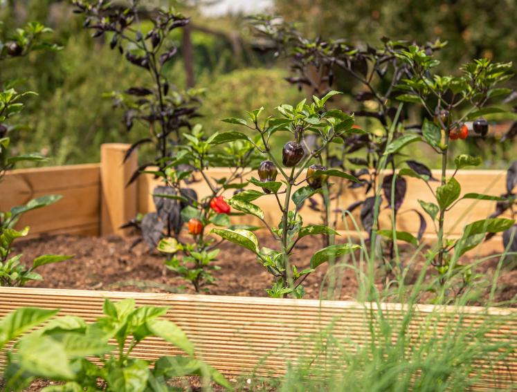 Ein Hochbeet aus Holz, in dem Tomaten wachsen.