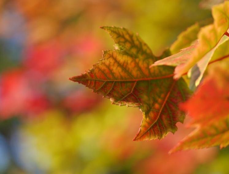 Buntes Herbstlaub.