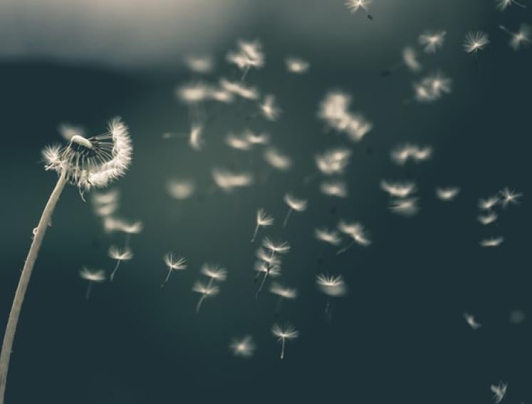 Eine Pusteblume wird vom Wind verweht.
