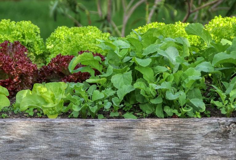 Ein Hochbeet mit Salat darin.